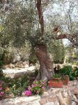 Olive tree