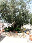 Olive tree